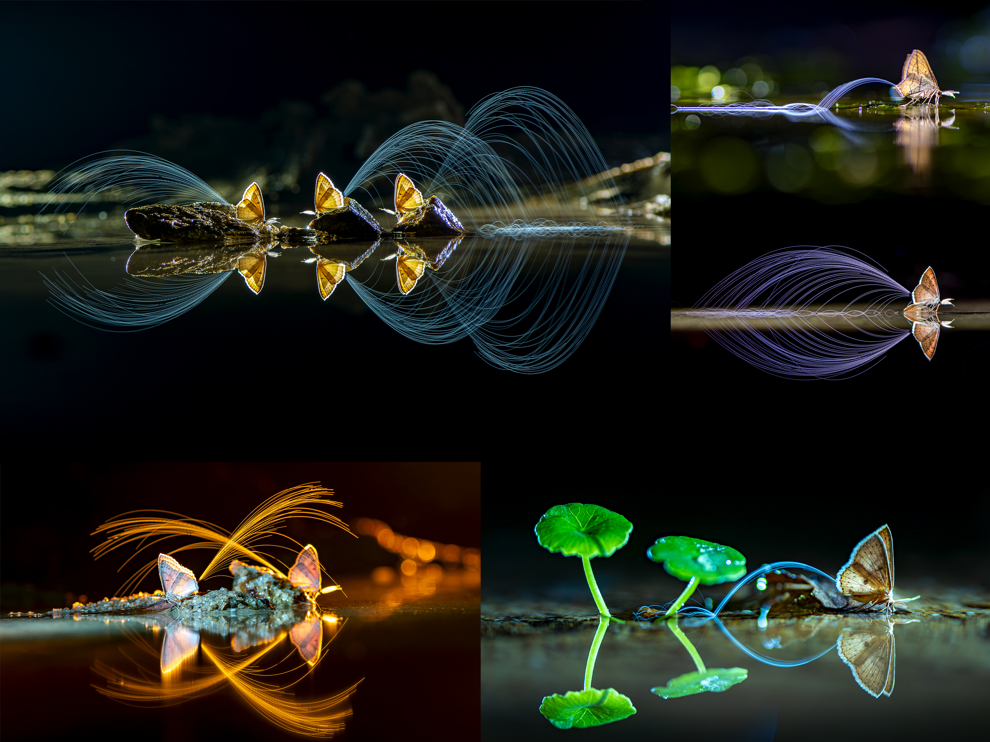 瓜哥选尼康微距105 F2.8夜色轨迹.jpg